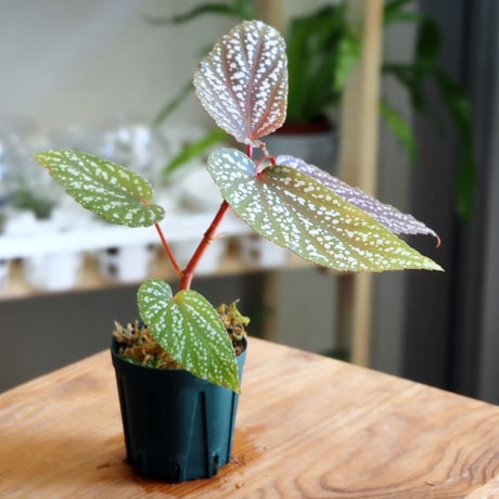 【熱帯植物】Begonia "Benigo"｜ベゴニア "ベニゴ"｜6cmポット