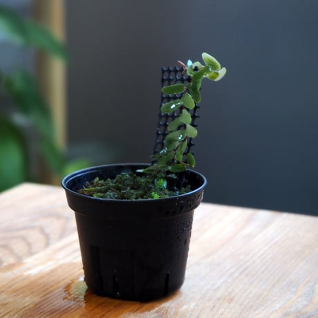 【熱帯植物】Marcgravia sp. Narrow Leaf｜マルクグラビア sp. ナローリーフ｜6cmポット