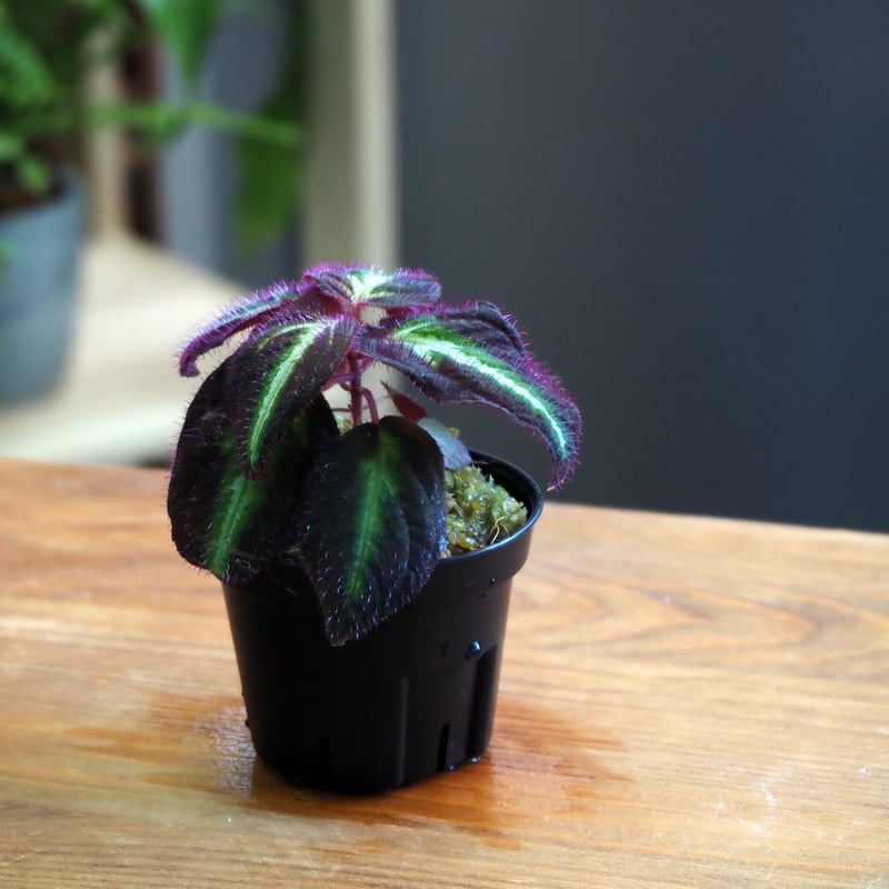 熱帯植物】Sonerila sp. Purple｜ソネリラ sp. パープル｜6cmポット