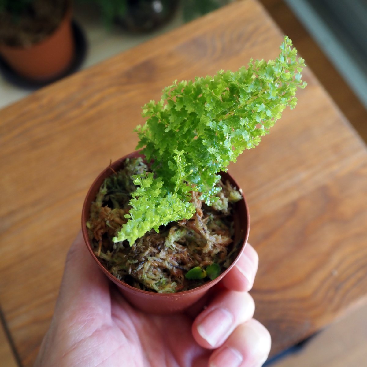 【シダ植物】Nephrolepis exaltata 