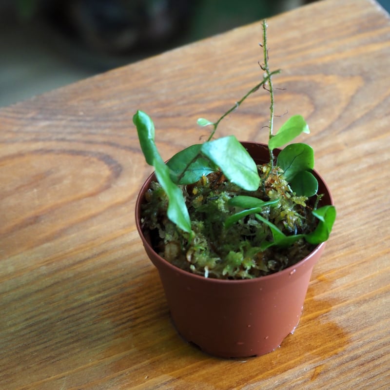 シダ植物】Microsorum sp. Timika｜ミクロソリウム sp. ティミカ｜6c