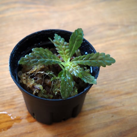 【熱帯植物】Nautilocalyx pemphidius｜ナウティロカリクス ペンフィディウス｜6cmポット