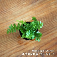 【シダ植物】Nephrolepis "Chester"｜ネフロレピス "チェスター"｜3.5cmポット