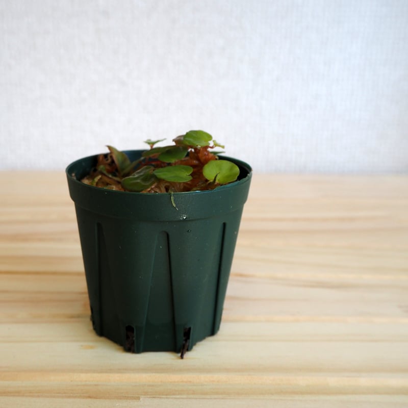 熱帯植物】Begonia lichenora｜ベゴニア リケノラ｜6cmポット | shid