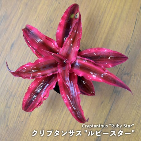 【熱帯植物】クリプタンサス "ルビースター"｜1ポット｜ミニサイズ
