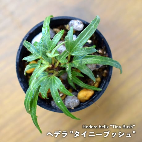 【観葉植物】へデラ "タイニーブッシュ"｜1ポット｜ミニサイズ