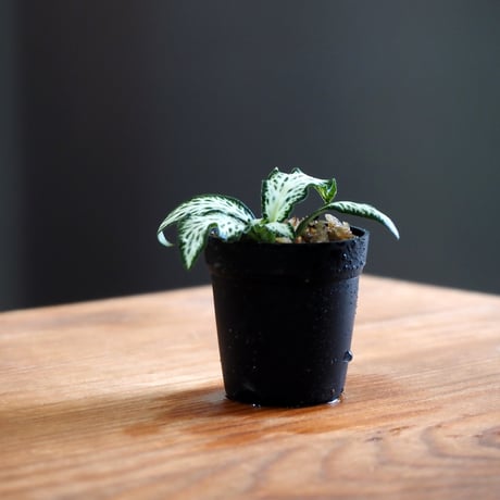 【観葉植物】Fittonia "White Forest"｜フィットニア "ホワイトフォレスト"｜3.5cmポット