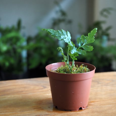【シダ植物】Bolbitis sp. Siberut｜ボルビティス sp. シベルト｜6cmポット