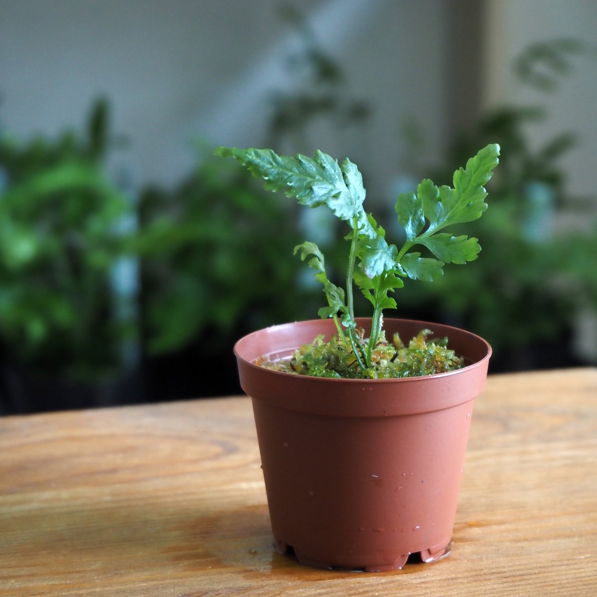 シダ植物】Bolbitis sp. Siberut｜ボルビティス sp. シベルト｜6cmポ