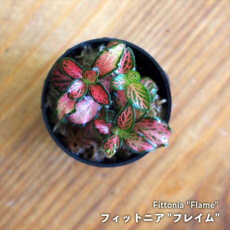 【観葉植物】Fittonia "Flame"｜フィットニア "フレイム"｜3.5cmポット