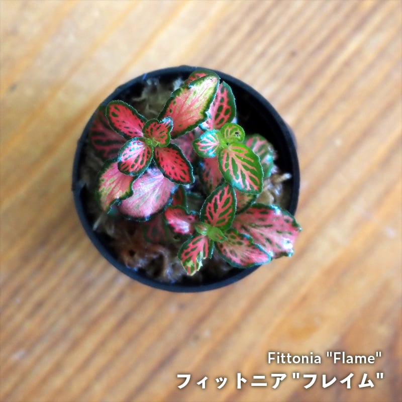 観葉植物】Fittonia 