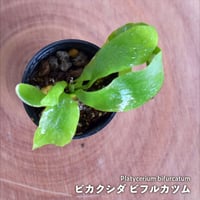 【シダ植物】Platycerium bifurcatum｜ビカクシダ ビフルカツム｜6cmポット