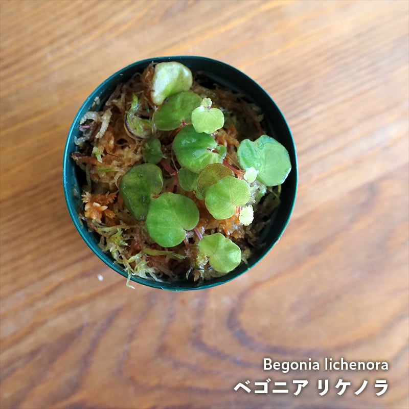 熱帯植物】Begonia lichenora｜ベゴニア リケノラ｜6cmポット | shid
