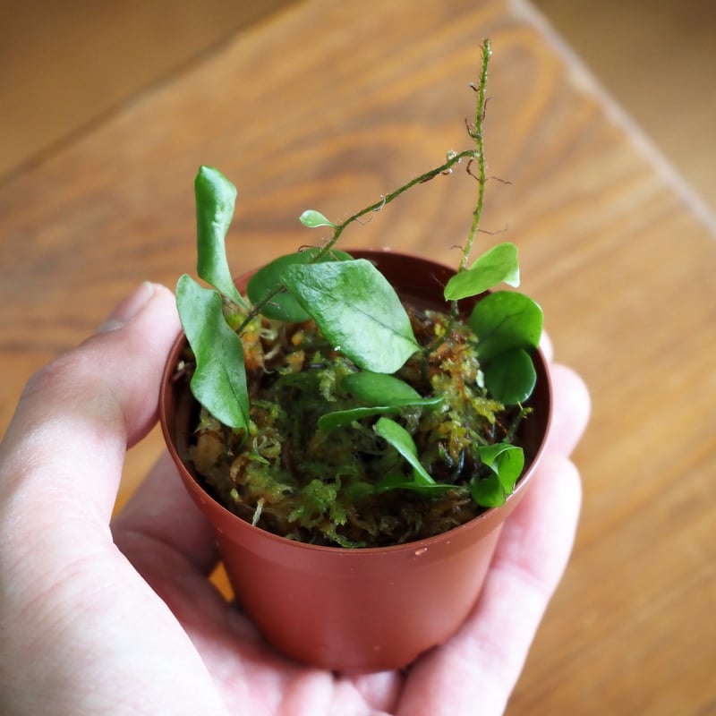 Microsorum sp 'Fireworks’ ミクロソリウム 緑 常湿◯ シダ植物】Microsorum sp. Timika｜ミクロソリウム sp. ティミカ｜6c