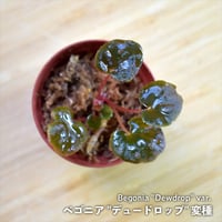 【熱帯植物】Begonia “Dewdrop” var.｜ベゴニア “デュードロップ” 変種｜6cmポット