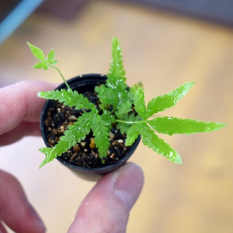 【シダ植物】Pteris multifida｜プテリス ムルチフィダ｜3.5cmポット