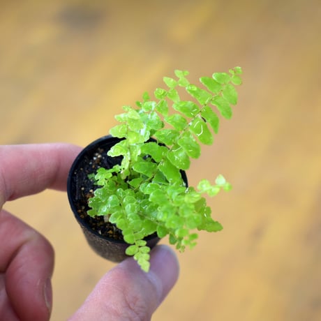 【シダ植物】Nephrolepis "Green Lady"｜ネフロレピス "グリーンレディ"｜3.5cmポット