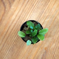 【シダ植物】Diplazium subsinuatum｜ヘラシダ｜3.5cmポット