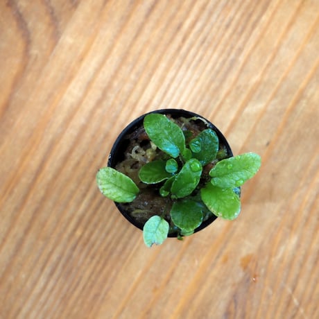 CATEGORY シダ植物 / FERN | shida design ONLINE STORE