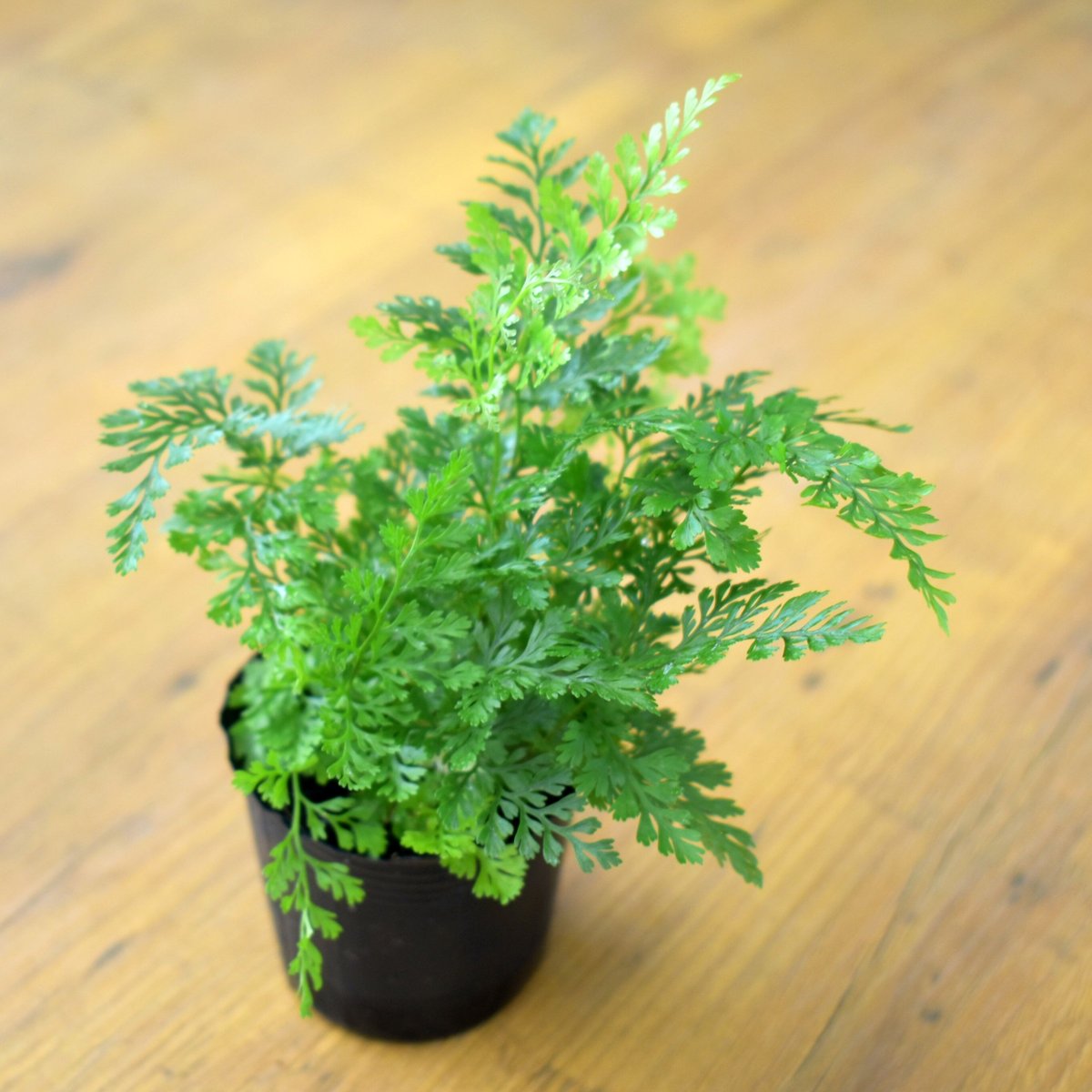 シダ植物】Davallia mariesii｜シノブ｜6cmポット | shida desi