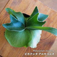 【シダ植物】Platycerium alcicorne｜ビカクシダ アルキコルネ｜9cmポット