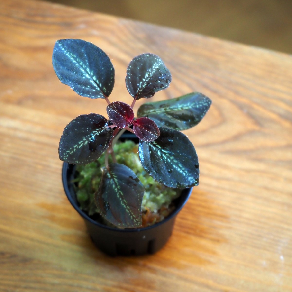 熱帯植物】Sonerila sp. Starry sky｜ソネリラ sp. スターリースカイ