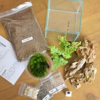 【キット】シダキューブM作成キット｜シダ2種＋苔3種｜シダと苔のテラリウム