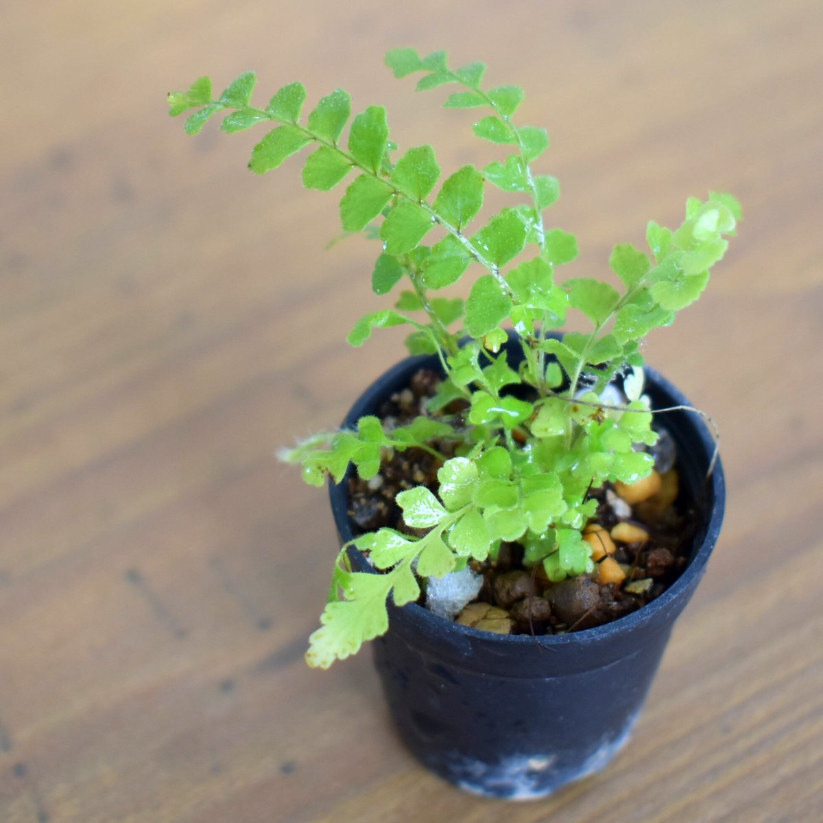 シダ植物】Nephrolepis cordifolia 