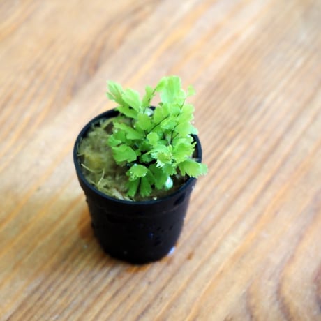 【シダ植物】Adiantum tenerum "Peacock"｜アジアンタム テネルム "ピーコック"｜3.5cmポット