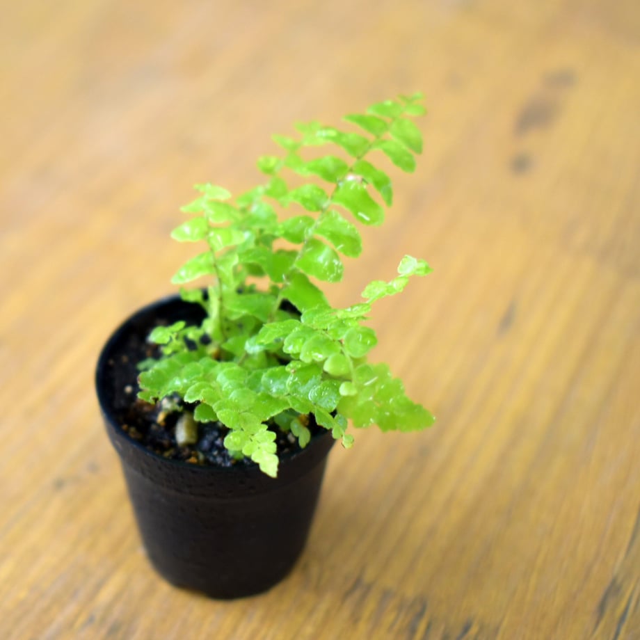 645cec7739cb4e0044e9e8af