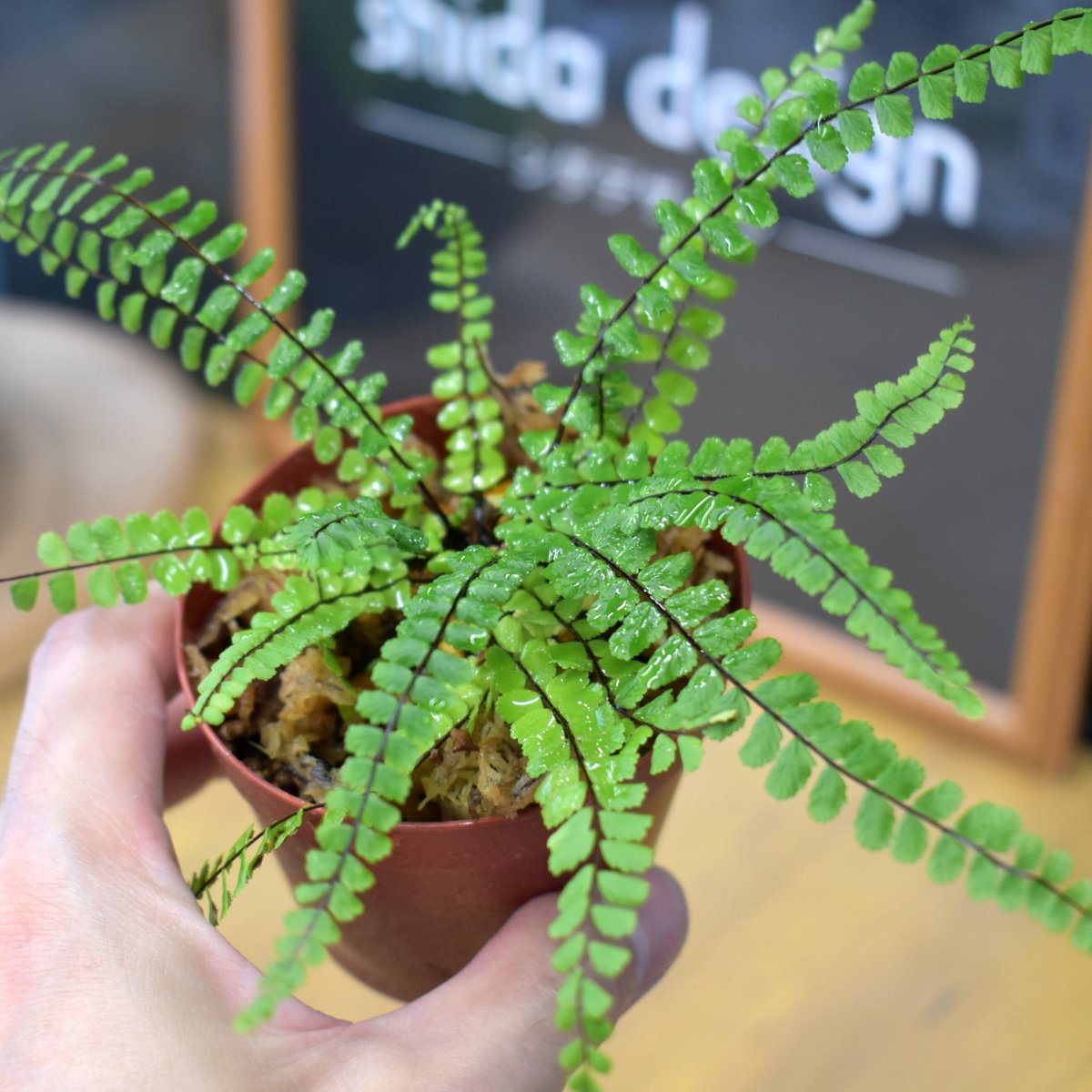 【やちょちょ】Elatostema salvinioides 10株 エラトステマ Elatostema salvinioides N.Chiang Rai TK便