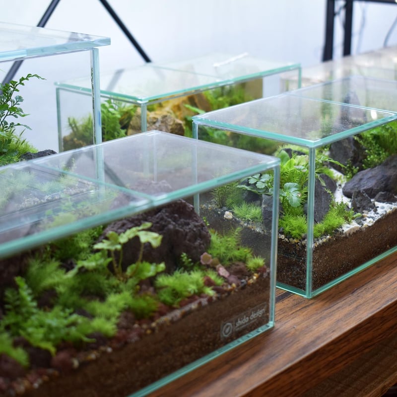 クワガタ テラリウム クワガタテラリウム作ってみた - YouTube