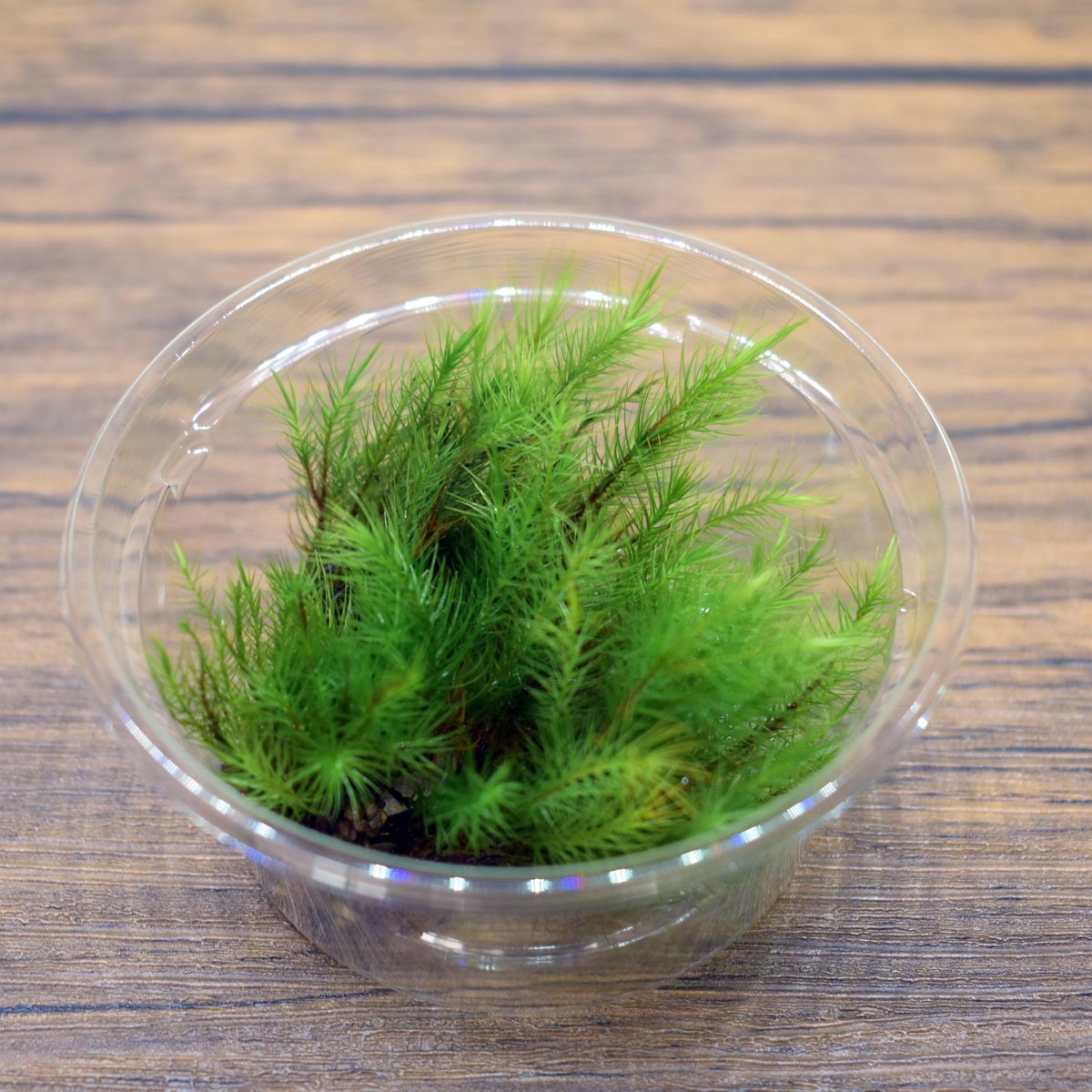 苔】Pyrrhobryum dozyanum│ヒノキゴケ|8.5cmパック|洗浄 苔】Pyrrhobryum dozyanum│ヒノキゴケ|8.5cmパック|洗浄