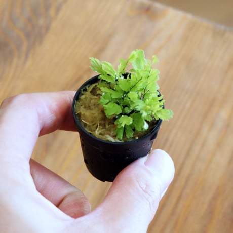 【シダ植物】Adiantum tenerum "Peacock"｜アジアンタム テネルム "ピーコック"｜3.5cmポット