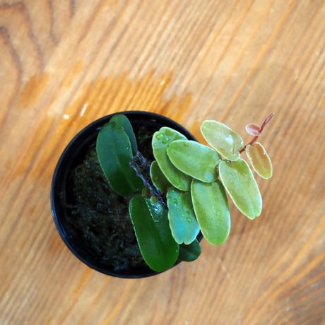 CATEGORY シダ・苔・熱帯植物 | shida design ONLINE STORE