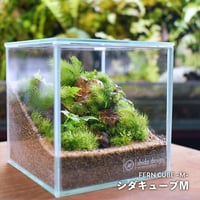 【テラリウム作品】シダキューブM（W100×H100mm）｜シダと苔のテラリウム