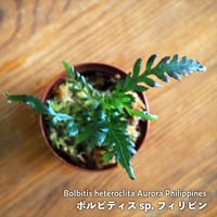【シダ植物】Bolbitis heteroclita Aurora Philippines｜ボルビティス sp. フィリピン｜6cmポット