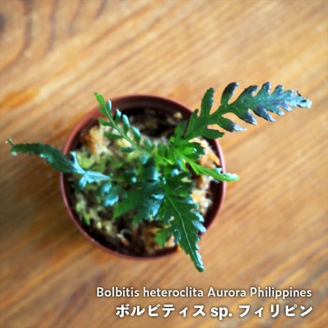 CATEGORY シダ植物 / FERN | shida design ONLINE STORE