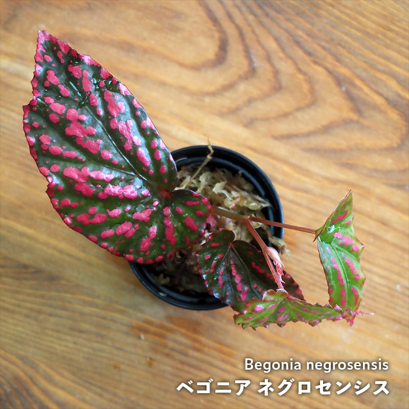 熱帯植物】Begonia negrosensis｜ベゴニア ネグロセンシス｜6cmポット |