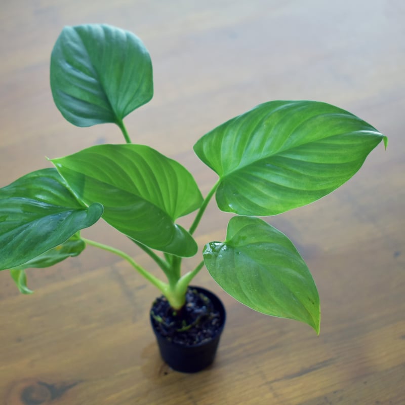 熱帯植物】Homalomena occulta｜ホマロメナ オクルタ｜4.5cmポット |