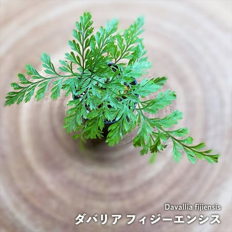 【シダ植物】Davallia fijiensis｜ダバリア フィジーエンシス｜3.5cmポット