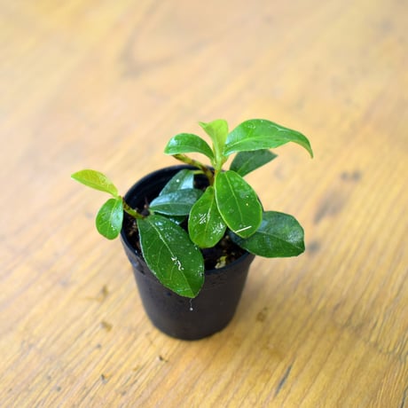 【クライマー植物】Ficus vaccinioides｜コケモモイタビ｜3.5cmポット