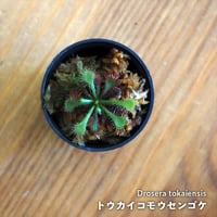 【食虫植物】Drosera tokaiensis｜トウカイコモウセンゴケ｜3.5cmポット