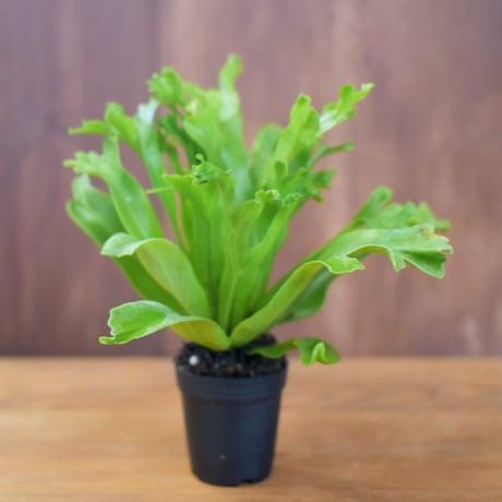 【シダ植物】Asplenium antiqua "Leslie"｜アスプレニウム "レズリー"｜4.5cmポット