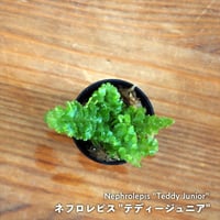 【シダ植物】Nephrolepis "Teddy Junior"｜ネフロレピス "テディージュニア"｜3.5cmポット
