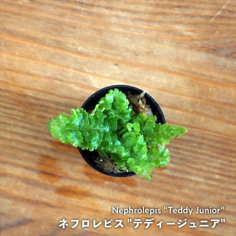 CATEGORY シダ植物 / FERN | shida design ONLINE STORE
