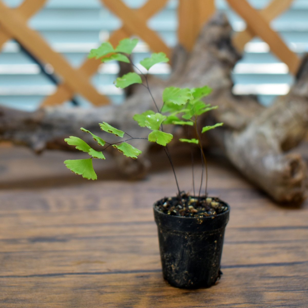 シダ植物】Adiantum capillus-veneris｜ホウライシダ｜3.5cm