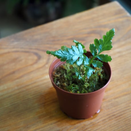 【シダ植物】Bolbitis sp. Siberut｜ボルビティス sp. シベルト｜6cmポット