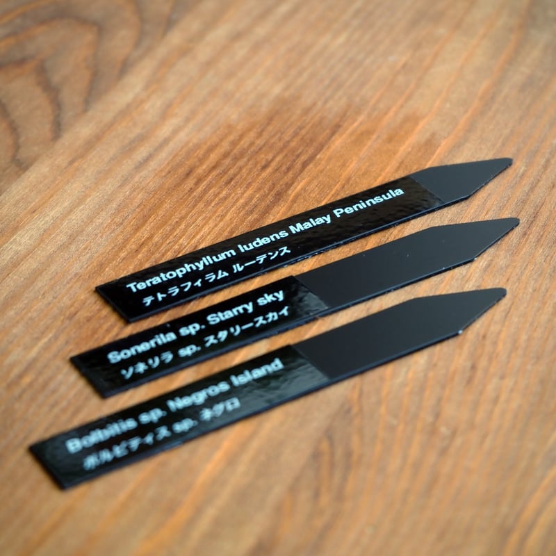 熱帯植物】Sonerila sp. Starry sky｜ソネリラ sp. スターリースカイ