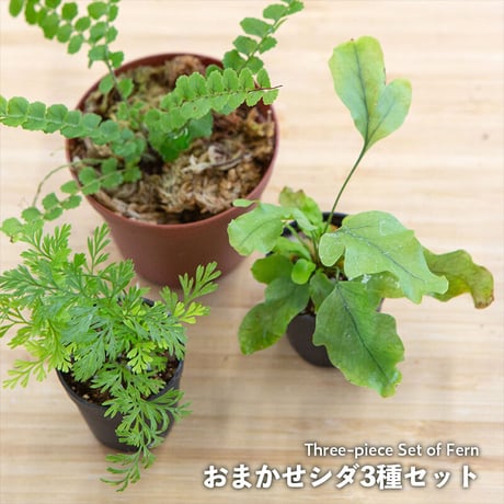 【セット】shida designおすすめシダ3種セット｜3ポット｜3.5cmサイズ